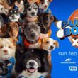 How one can watch Pet Bowl XX | Digital Developments