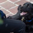 New Wi-fi Tech Helps Service Canines Fight Veterans’ PTSD