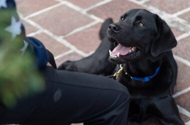 New Wi-fi Tech Helps Service Canines Fight Veterans’ PTSD